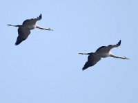Kranich (Grus grus)  43